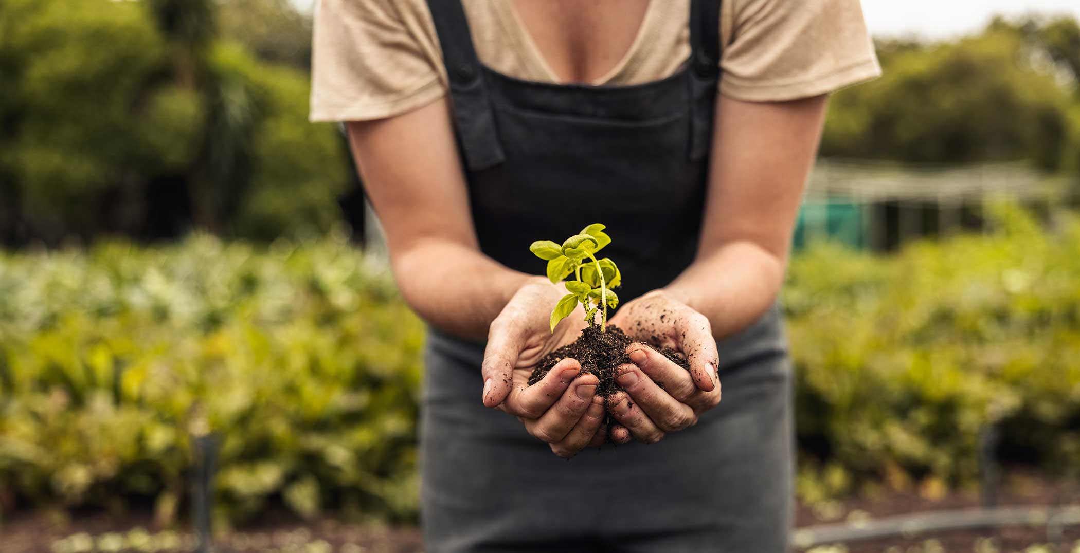 Hände halten eine kleine Pflanze mit Erde, im Hintergrund ein Garten.